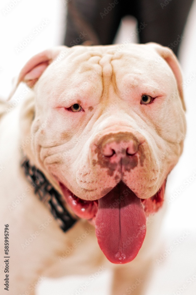 Vertical portrait of the American Pit Bull Terrier looking straight front