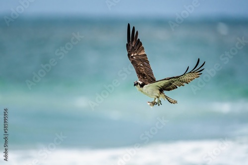 a large bird flying low to the ground next to water