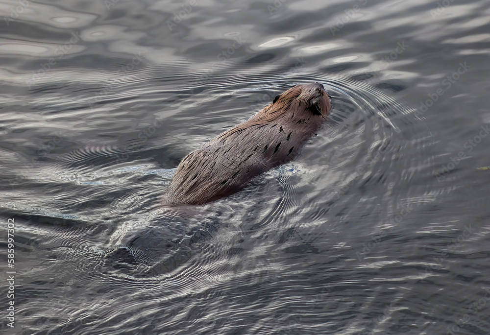 Fototapeta premium Beaver in Yellowstone River