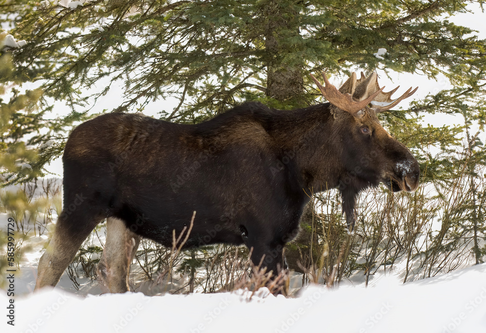 Fototapeta premium Young Moose in winter