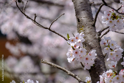 桜 © murakami