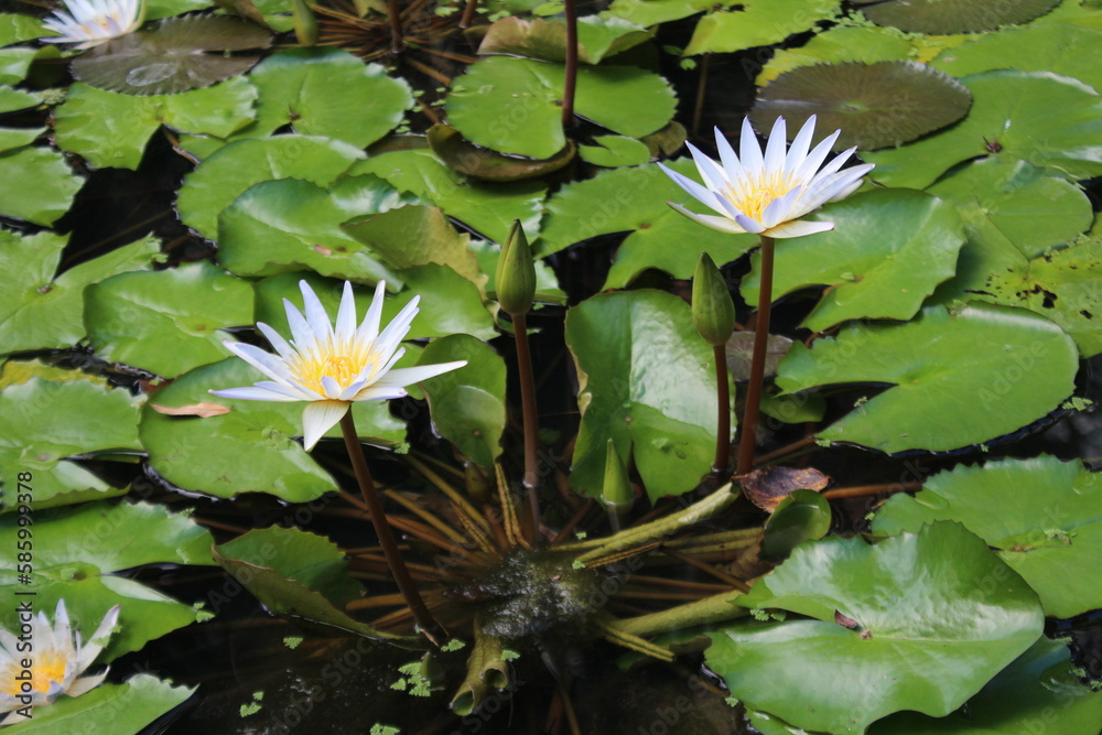 Flowers of cape blue waterlily (Nymphaea capensis) Flowers of cape blue waterlily (Nymphaea capensis)