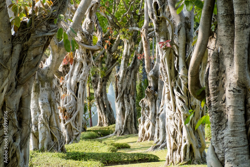 The background image of the Bo tree shows the nature of the trunk, the sacred tree of Buddhism