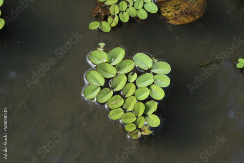 Watermoss (Salvinia sp.) found on a pond photo