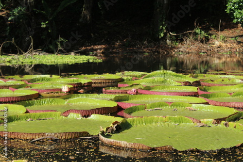 Pond covered in giant waterlily plants (Victoria sp.)