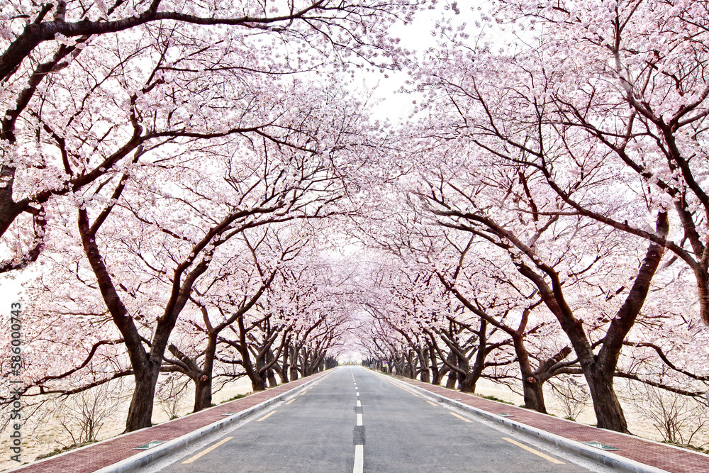 The bright pink cherry blossom tunnel road of warm spring The bright pink cherry blossom tunnel road of warm spring