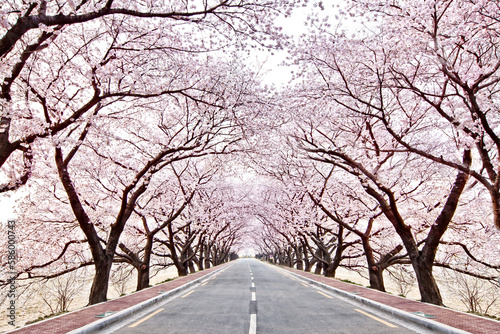 The bright pink cherry blossom tunnel road of warm spring