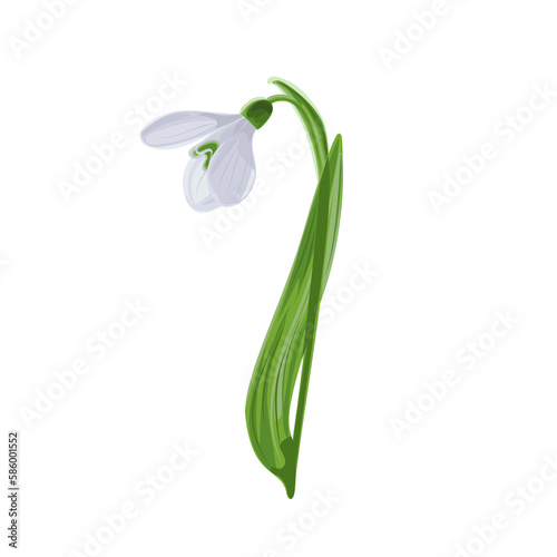 Illustration of early first spring flower snowdrop. 
Galánthus nivális graphic. Illustration of one flower snowdrop on white background.
Illustrations of flowers.
