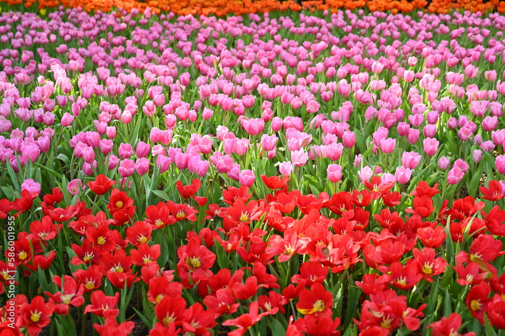 beautiful pink and red tulip in the garden beautiful pink and red tulip in the garden
