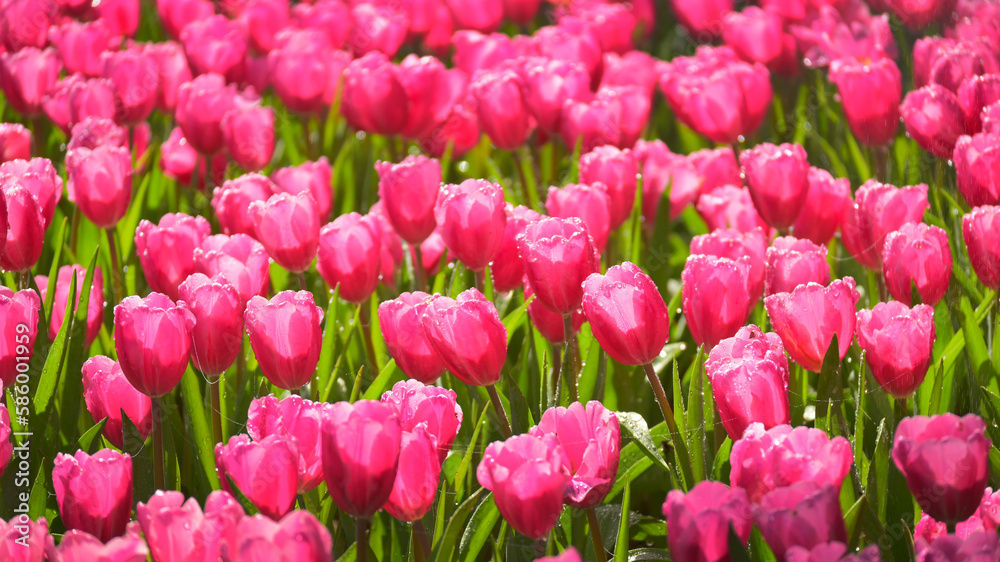beautiful pink tulip in the garden, natural background beautiful pink tulip in the garden, natural background