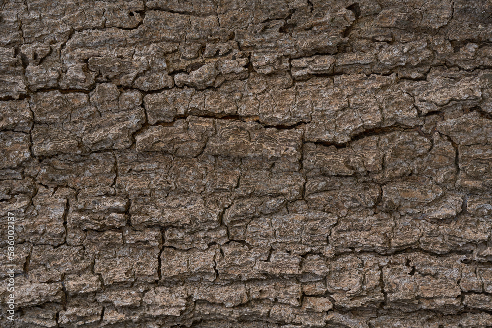 Bark tree texture blank for design. Bark tree texture blank for design.
