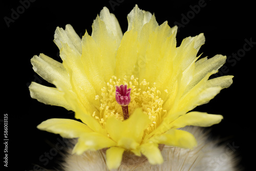 close up of a yellow flower