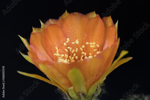 Orange flowers of Echinopsis cactus bloom in the garden on natural background . soft focus,