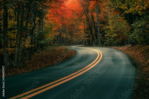 Asphalt road going through an autumnal colorful forest during daytime