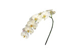 Isolated image of white orchid flower on png file at transparent background.
