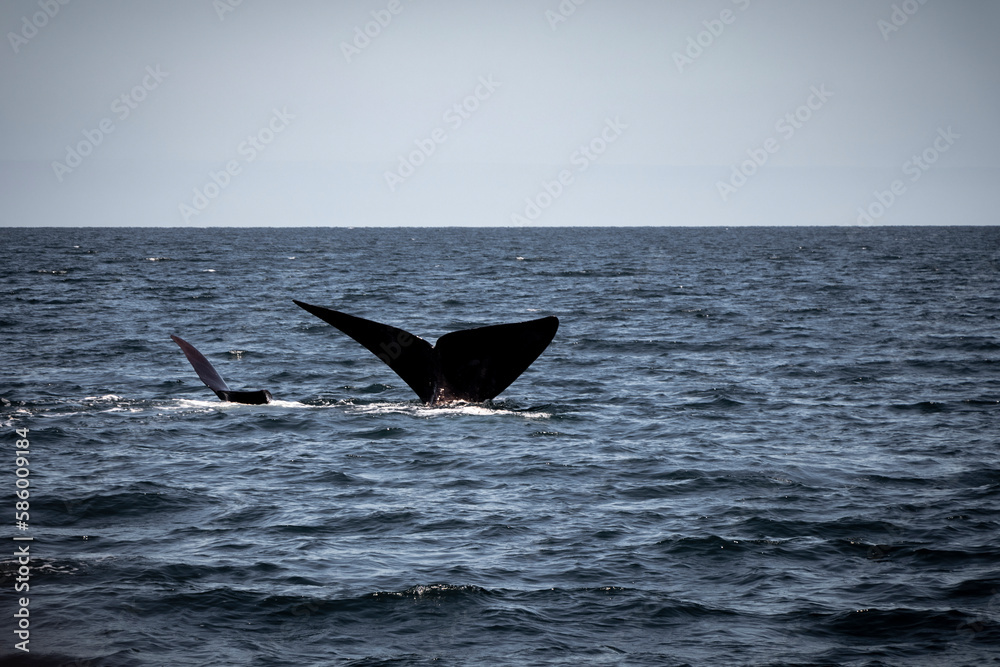 Fototapeta premium humpback whale tail