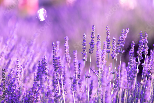 Lavender bushes closeup on sunset. Sunset gleam over purple flowers of lavender. Provence region of France.