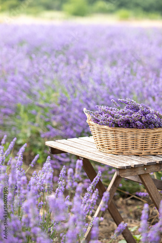 Canvas Print Harvesting season. Lavender bouquets and basket.