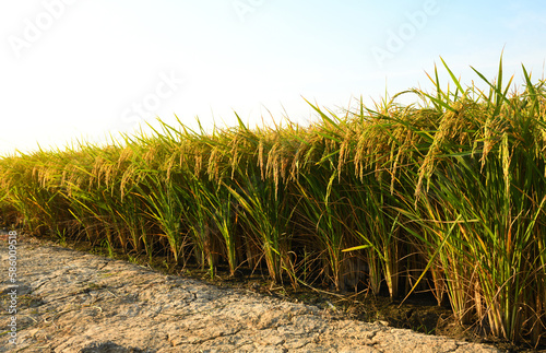Paddy rice in rice field before harvesting.