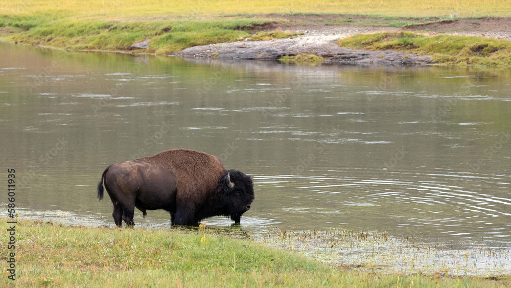 Buffalo bison bull standing in the Yellowstone River in Hayden Valley in Yellowstone National Park United States Buffalo bison bull standing in the Yellowstone River in Hayden Valley in Yellowstone National Park United States