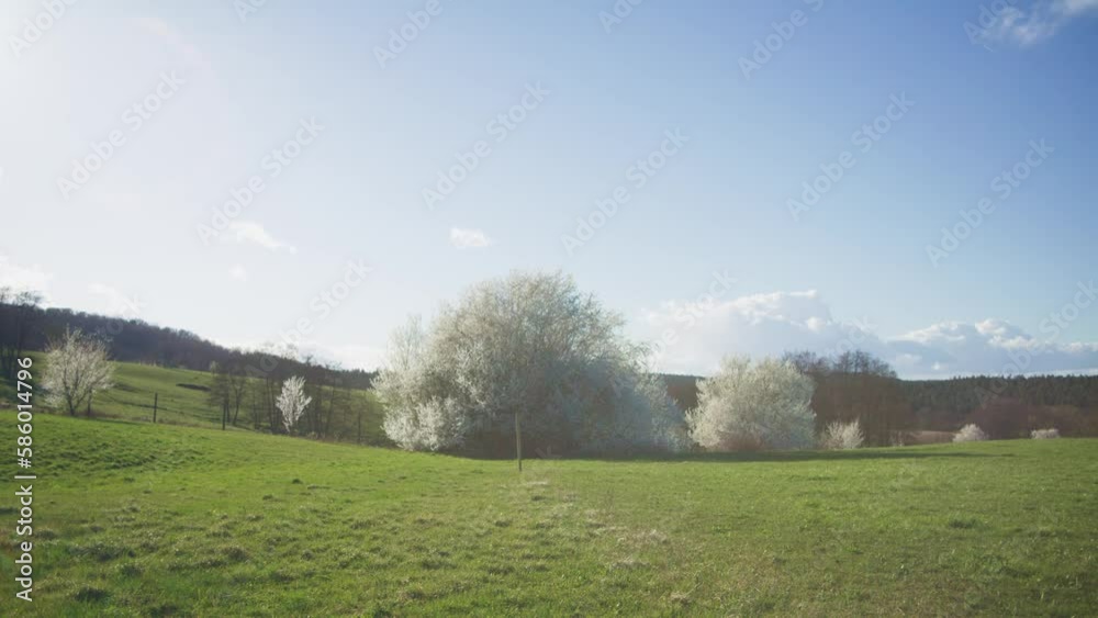 Powerful Massive White Spiritual Tree In Distance - Mysterious Heavenly White Tree In Field in 4K, Tree of Life | Red Komodo Cooke Mini S4i Lens High Quality (30 Fps) Powerful Massive White Spiritual Tree In Distance - Mysterious Heavenly White Tree In Field in 4K, Tree of Life | Red Komodo Cooke Mini S4i Lens High Quality (30 Fps)