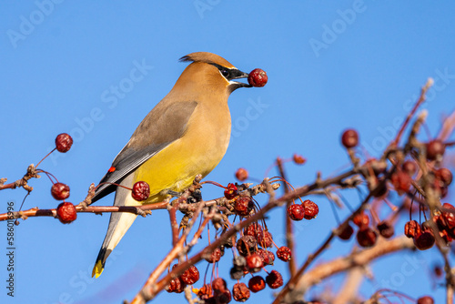 cedar waxwing in colorado #1