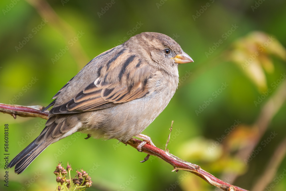 Sparrow sitting on a green branch in autumn. Sparrow with playful poise on branch in autumn or summer