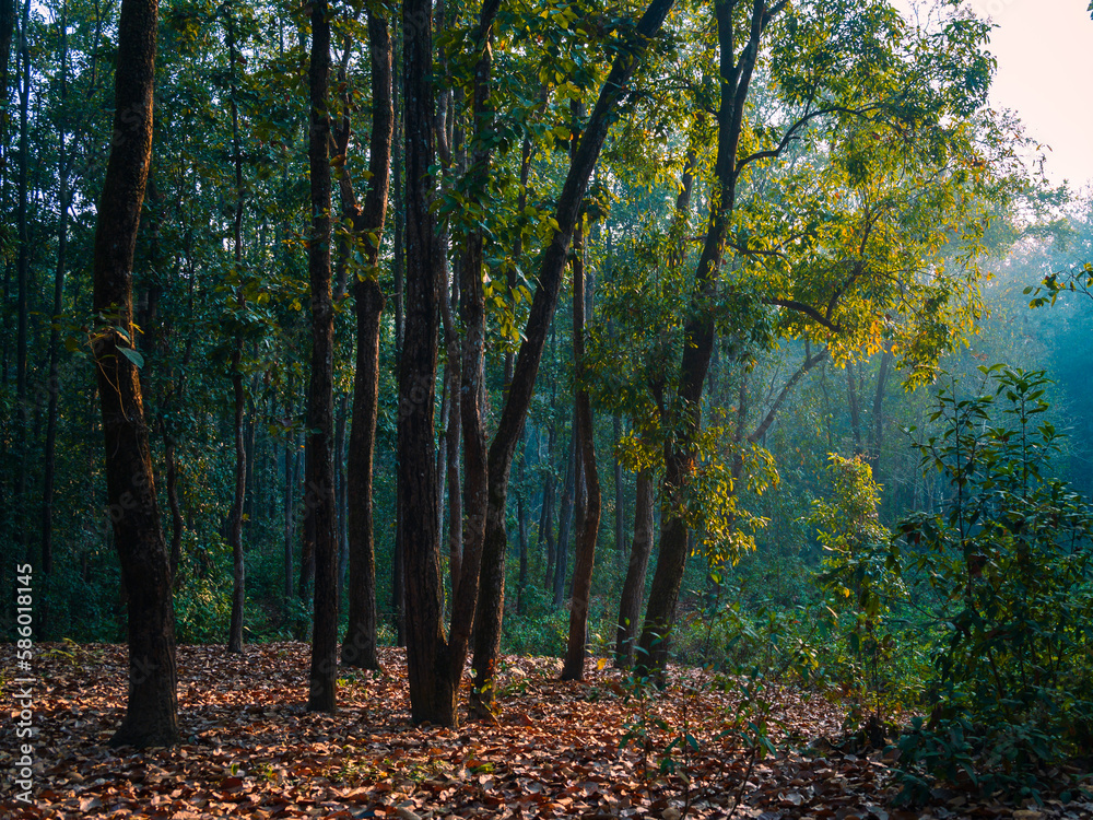 Autumn in the woods. The dense forest of Lataguri, Dooars jungle, West Bengal, India. February 2023.