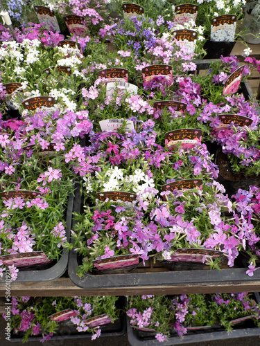 Wallpaper Mural シバザクラの苗 Torontodigital.ca