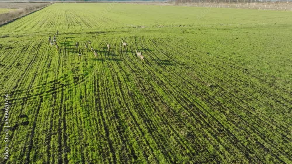 Aerial birdseye view at the group of European roe deer (Capreolus capreolus) running on the green agricultural field, sunny day, slow motion, wide tracking drone shot moving forward Aerial birdseye view at the group of European roe deer (Capreolus capreolus) running on the green agricultural field, sunny day, slow motion, wide tracking drone shot moving forward