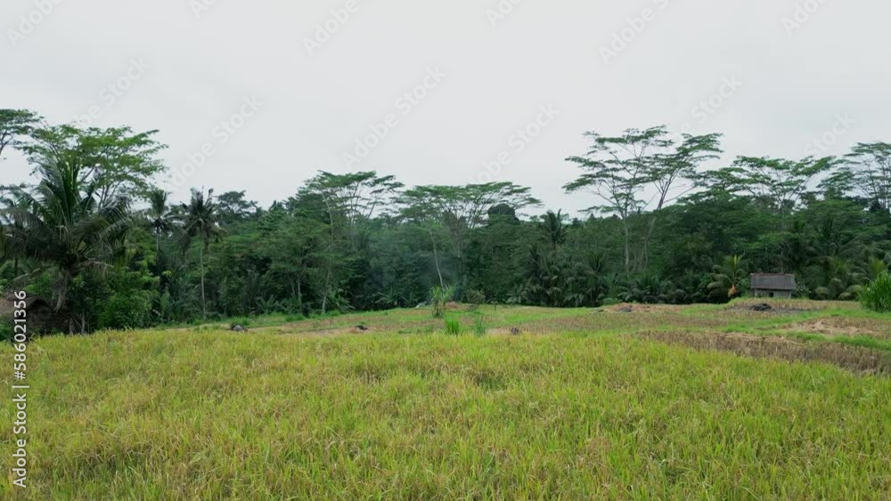 Flying through a swing in rice fields, Bali, Drone shot Flying through a swing in rice fields, Bali, Drone shot