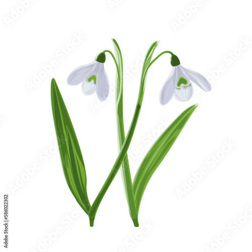 Illustration of two shoots of early first spring flowers snowdrops. 
Galánthus nivális graphic. Illustration of two flowers snowdrops on white background.
Illustrations of flowers.