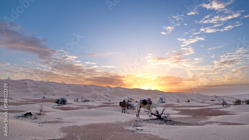 Caravan camels in the Sahara at sunrise  outside of Douz  Tunisia