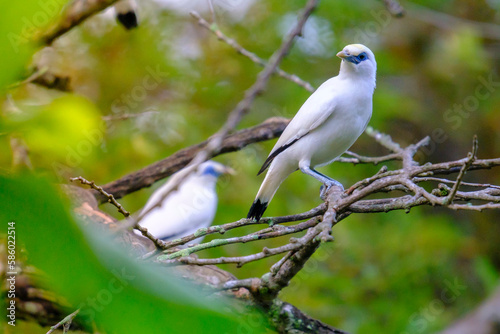 Bali Starling (Jalak Bali), Leucopsar rothschildi. Bali starling is faced extinction and now only there are 400 of them in the world.  © alfin