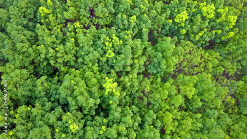 Aerial top view of waving summer green trees in a long green and yellow forest. Aerial top view of waving summer green trees in a long green and yellow forest.