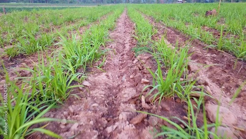 Forward view of a sugar cane sapling plantation during sunset, Forest in the background.