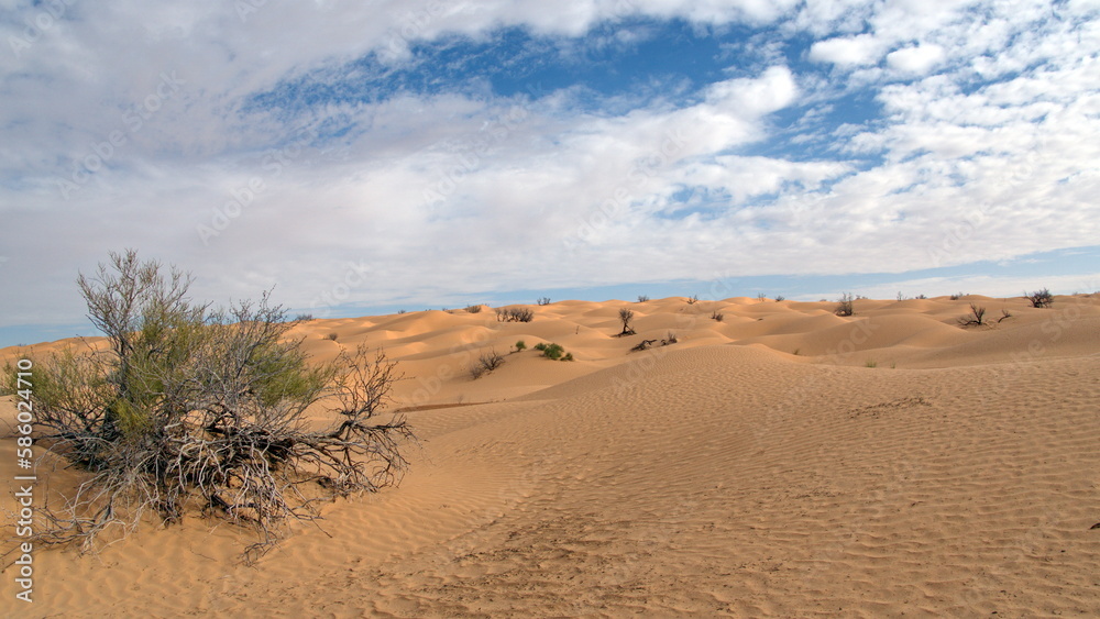 Scrubby bush among the sand dunes in the Sahara, outside of Douz, Tunisia