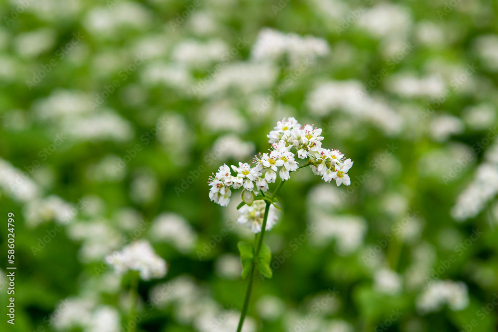 蕎麦の花 蕎麦の花
