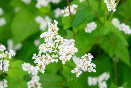 蕎麦の花