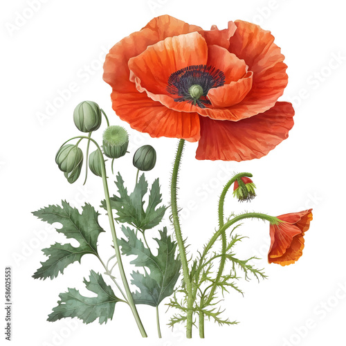Roter Klatschmohn, Mohn Vintage Blumenmotiv