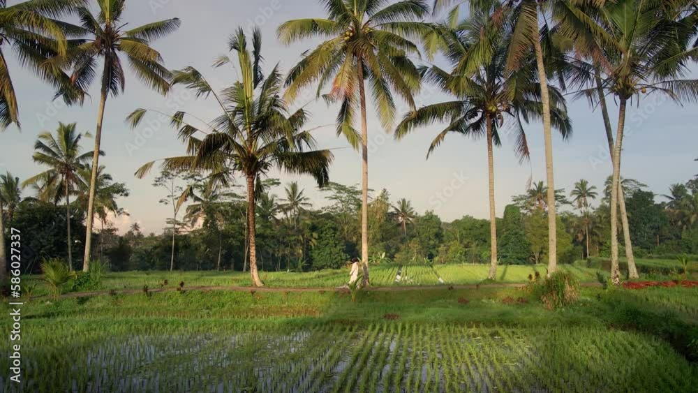 Cinematic drone shot of girl exploring cultural landscape peacefully through palm trees trail and rice fields in remote Bali village. Tourism, meditation, spirituality, awareness, Luddite, aerial 4k Cinematic drone shot of girl exploring cultural landscape peacefully through palm trees trail and rice fields in remote Bali village. Tourism, meditation, spirituality, awareness, Luddite, aerial 4k