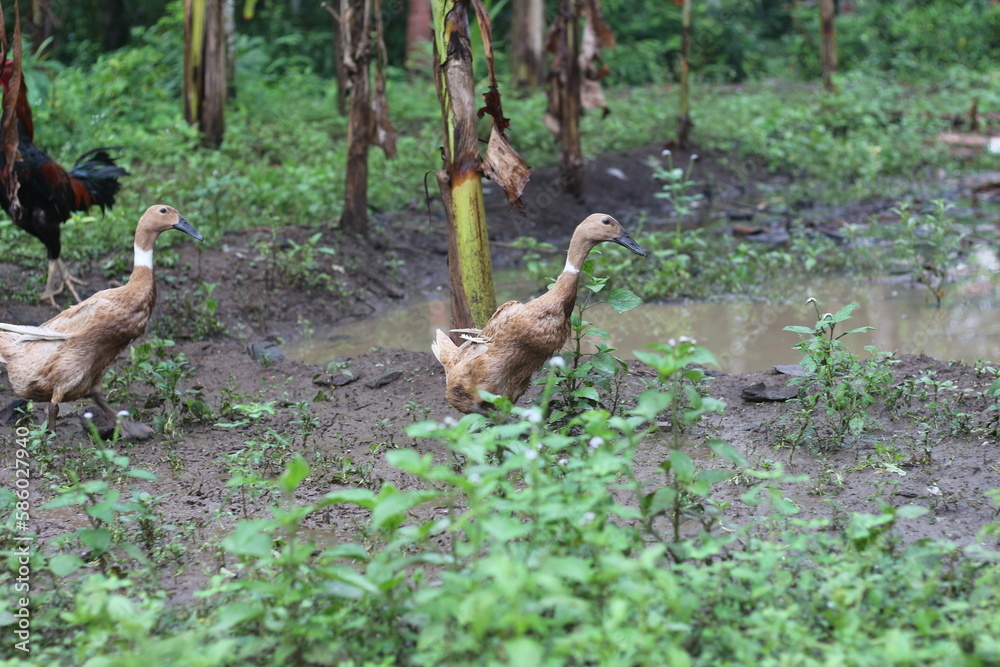 a group of ducks looking for food