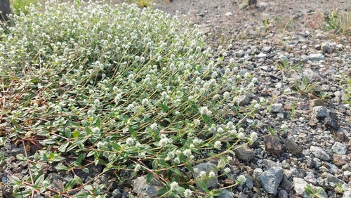 Gomphrena weed (Gomphrena celosioides) grow on beach in Jakarta. Selective focus image photo