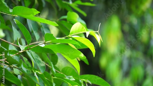 Green Bay leaf leaves hanging on the tree. Bay leaf is one of herbs and use for cooking. Indonesian call it daun salam photo