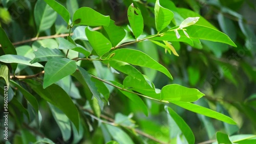 Green Bay leaf leaves hanging on the tree. Bay leaf is one of herbs and use for cooking. Indonesian call it daun salam photo