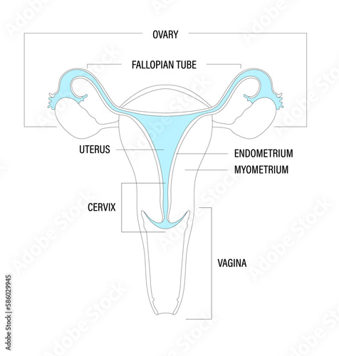 Minimalist Illustration of Parts of Female Reproductive Organ Including Ovaries, Fallopian Tube, Uterus, Endometrium, Myometrium, Cervix, and Vagina