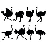 Ostrich bird silhouette set stencil templates for designs