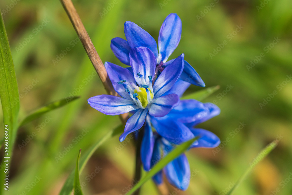 Wunderschöne geöffnete Blüten eines Blausternchens Wunderschöne geöffnete Blüten eines Blausternchens
