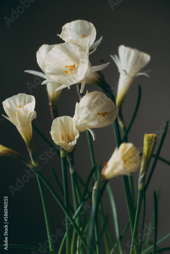 Dwarf Narcissus Arctic Bells in pot