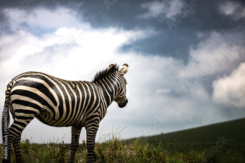 Close up of a wild zebra in the savannah in the Serengeti National Park  Tanzania  Africa